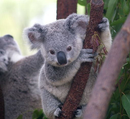 Cute koala image